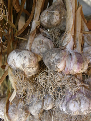 Garlic Hanging