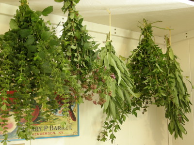 Herbs Hanging to Dry