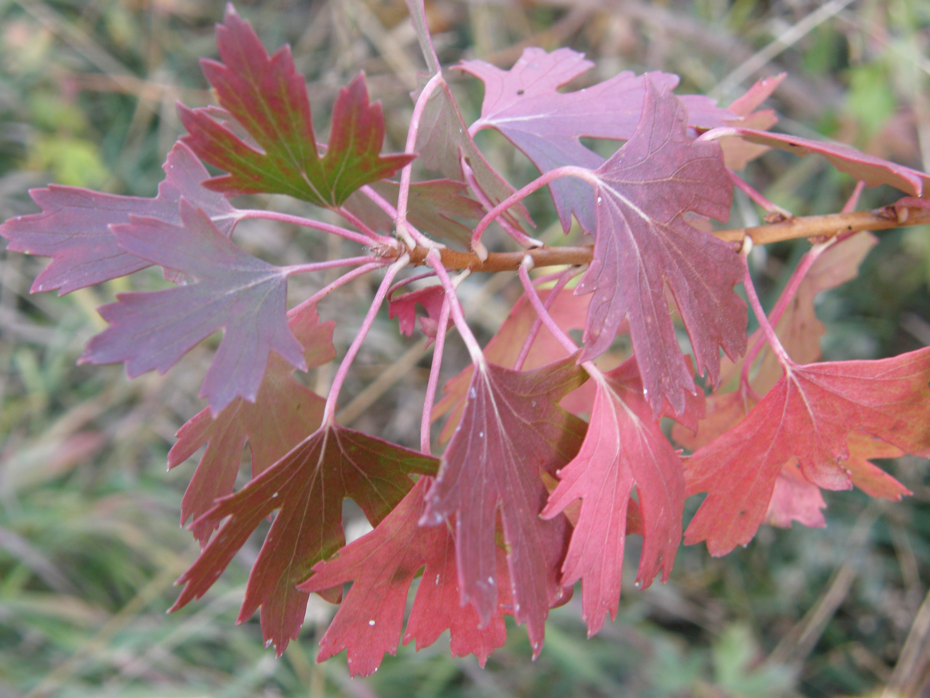 Red currant leaves.