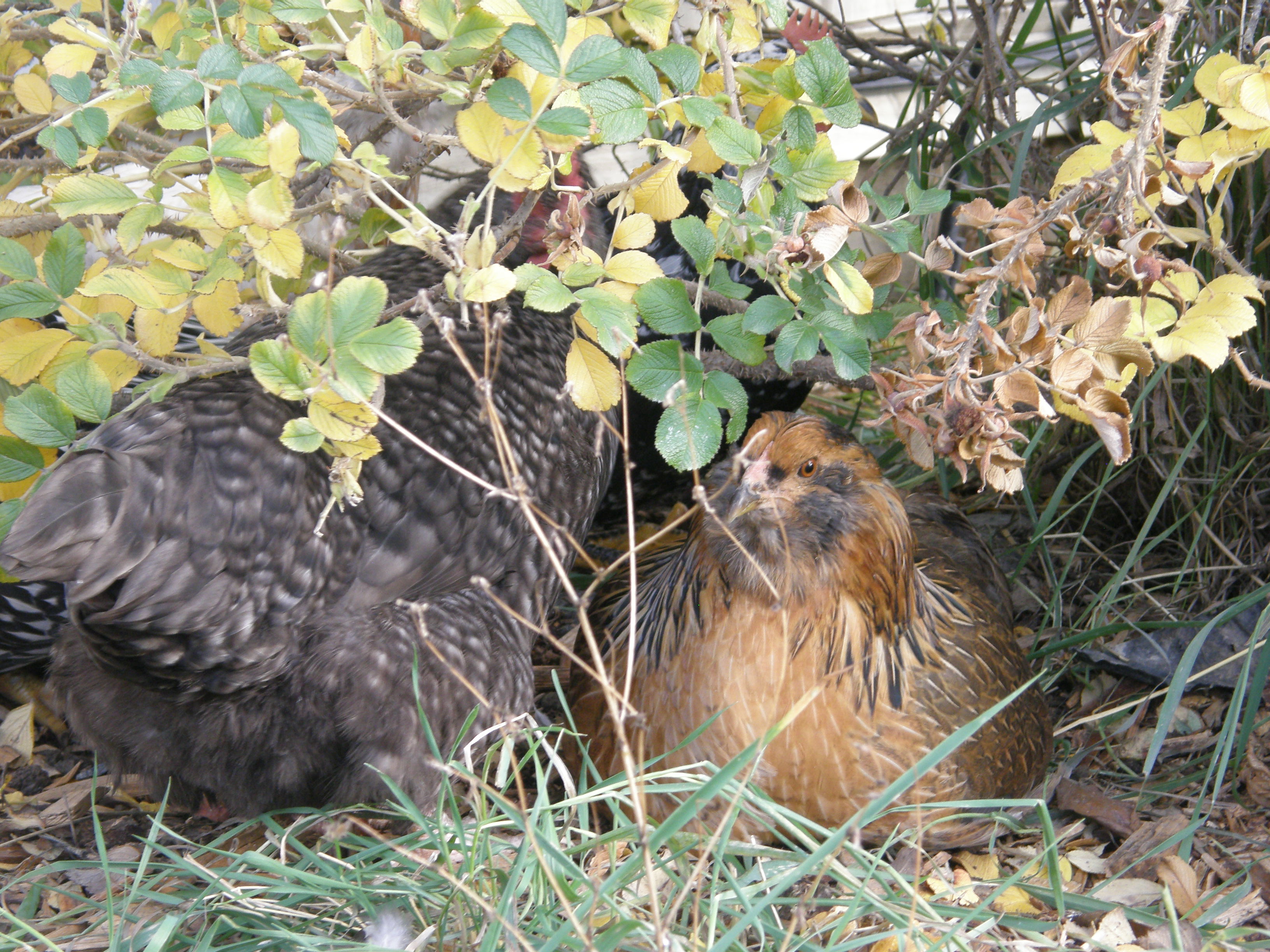 Then hens enjoying sitting under the rose bush.